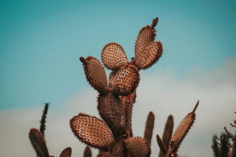 a cactus is shown with its head turned to the side