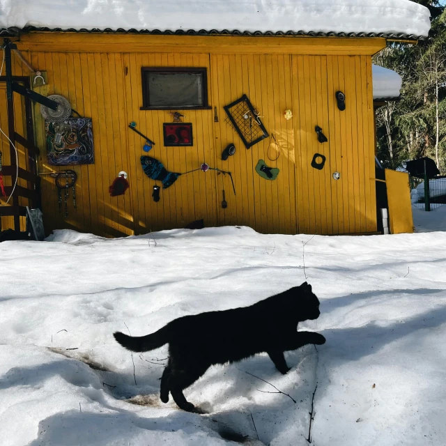 a cat is running across snow in front of a house