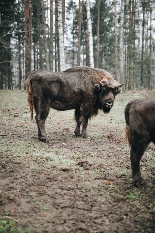 a hairy animal in the middle of a grassy area