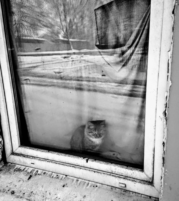 black and white po of a cat sitting behind a window