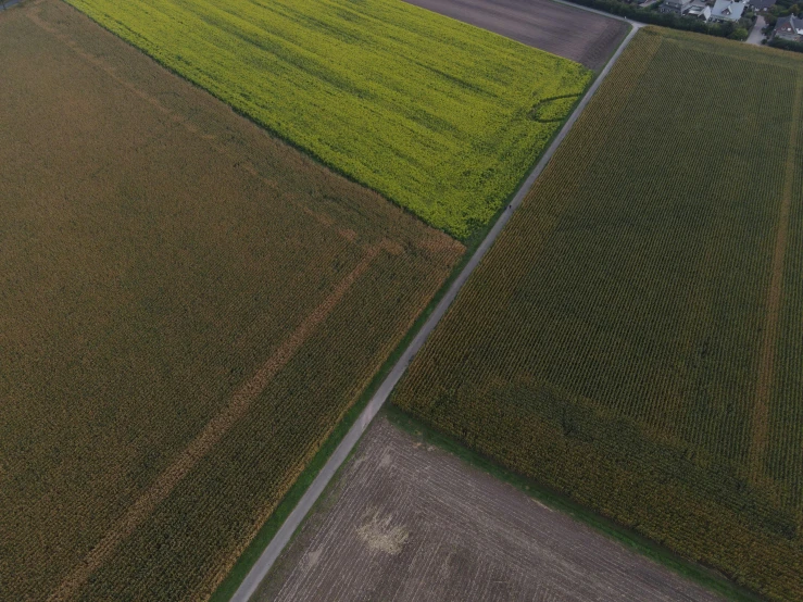 aerial s of a corn field from the air