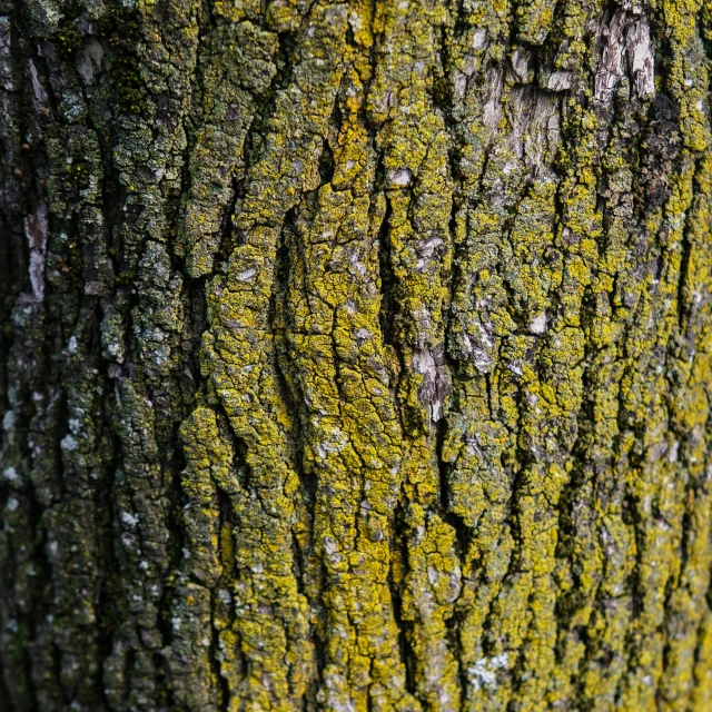 this is the bark of a tree that has green moss growing