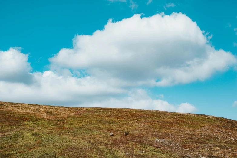 a lone cow in the foreground on top of a hill