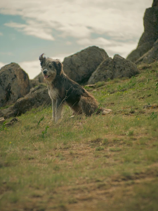 a dog stands on the side of a grassy hillside