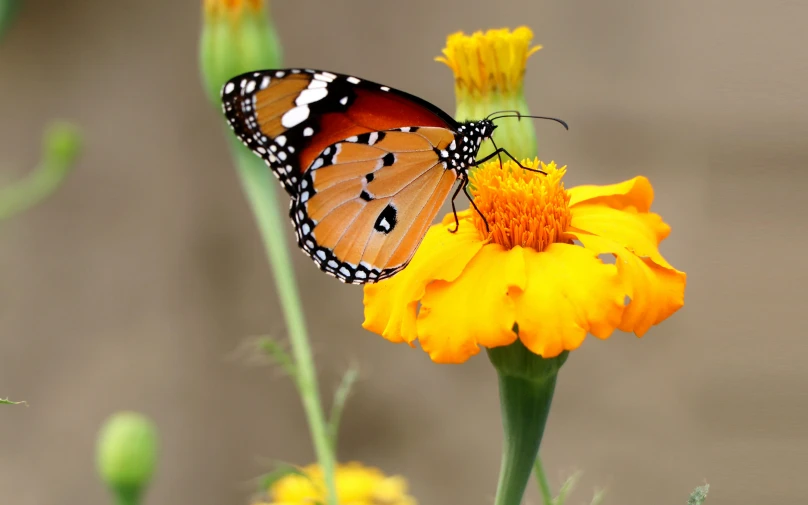 a erfly sitting on a yellow flower in the sun