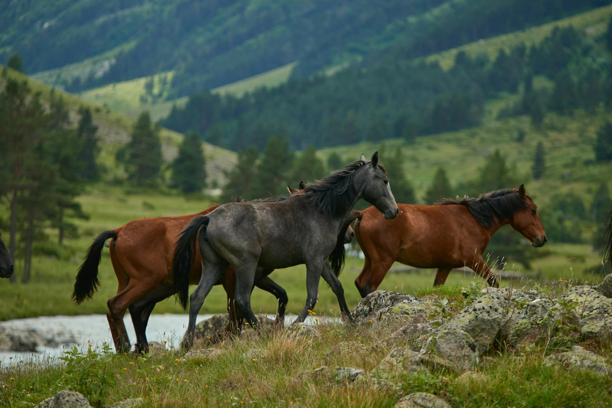 a group of brown horses are standing near a stream