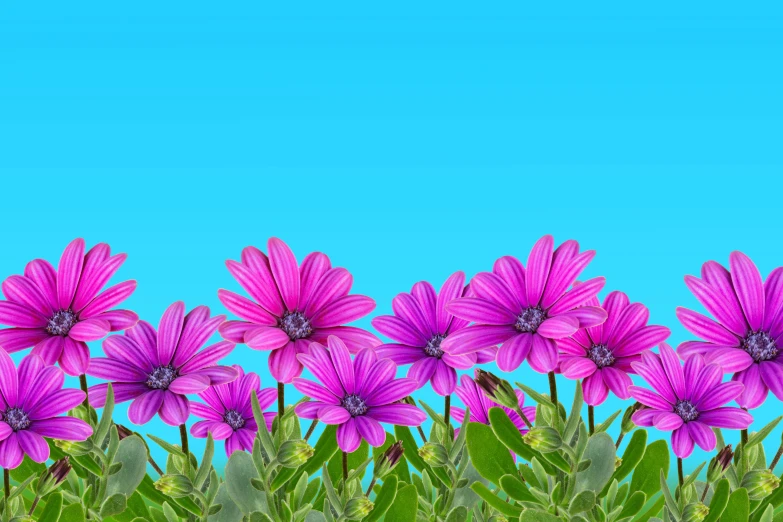 a row of purple flowers in front of blue sky