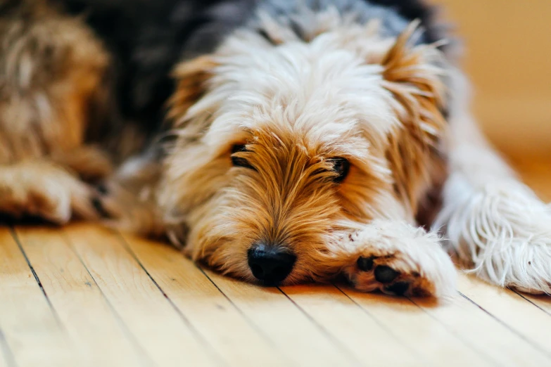 the gy haired dog is resting on the floor