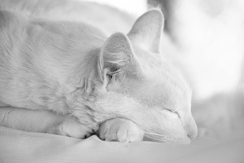 a close up of a cat sleeping on a bed