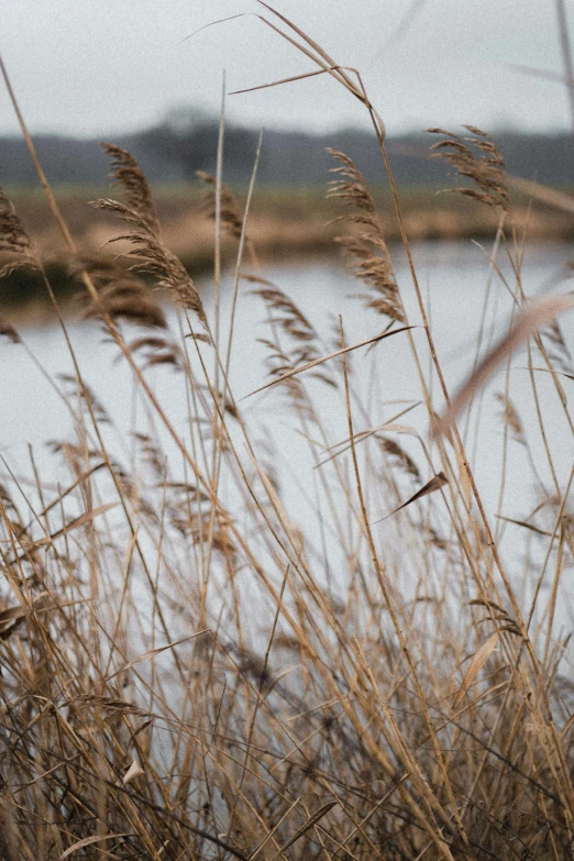 dry grass is blowing by a river