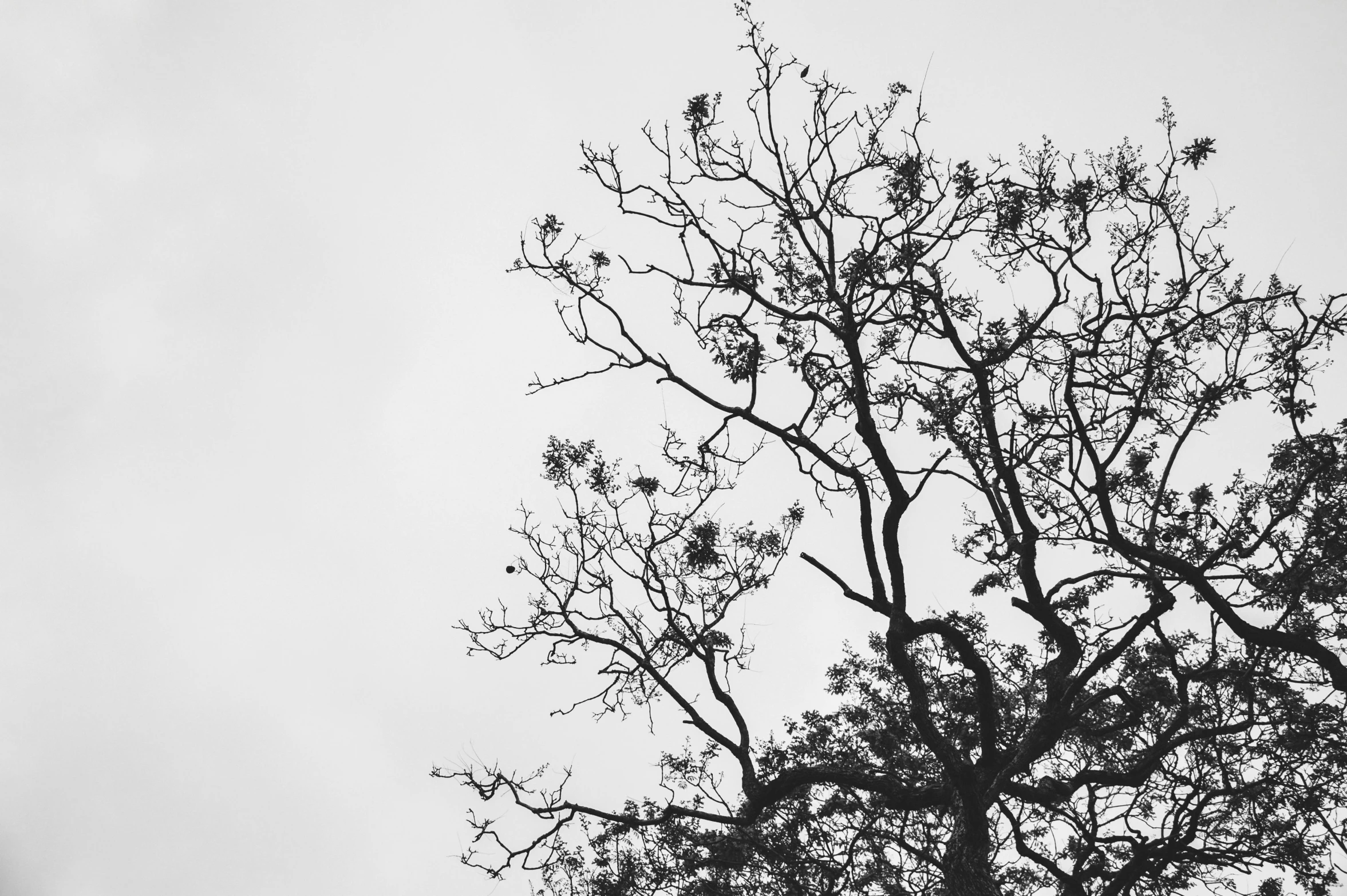 an image of a bird on a tree