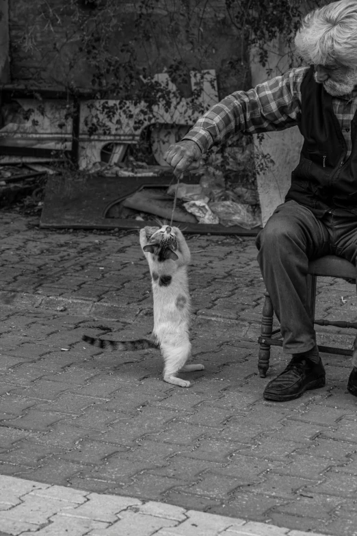 a man is walking a dog behind him while a cat looks up