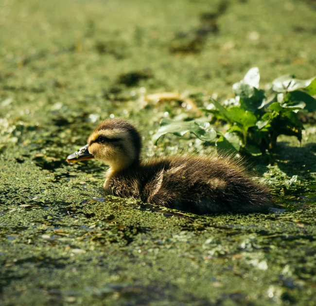 a duck swimming in green algae with leaves