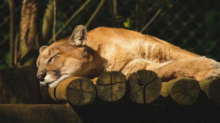 a very cute furry cat sleeping on a log