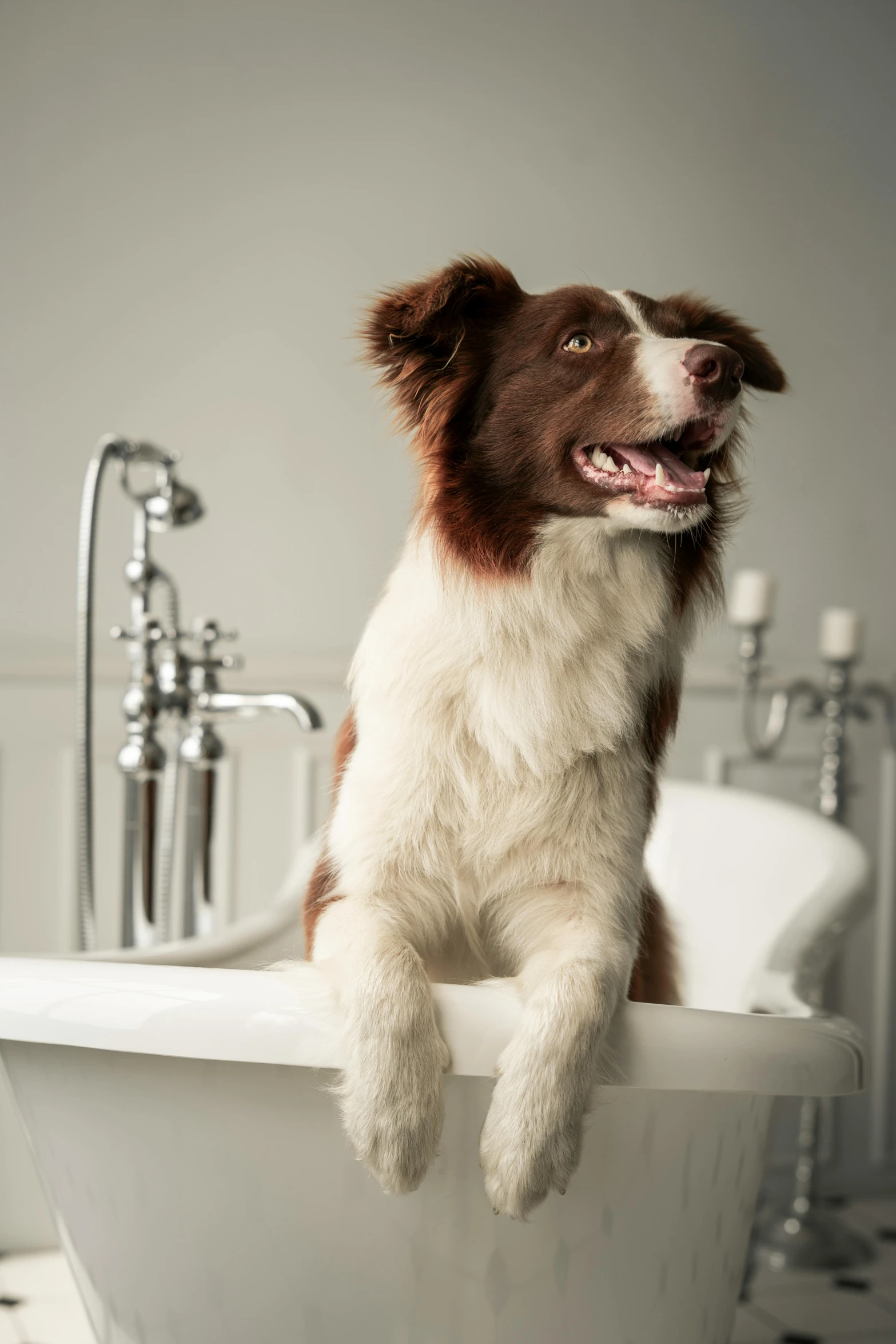 a dog sitting on a bath tub that is in a bathroom