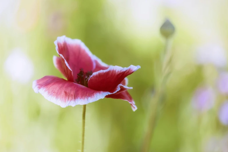 the pink flowers are in focus but they appear to be out of focus