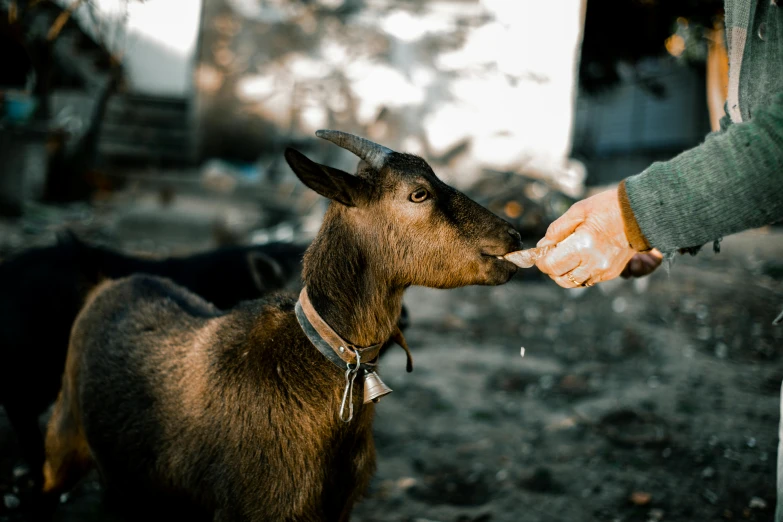 the young goat is sniffing his owner's hand