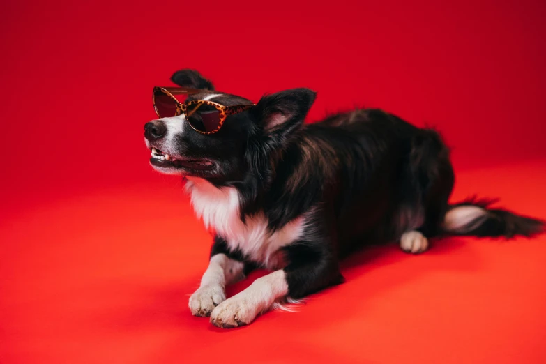 a small dog laying down wearing some sunglasses