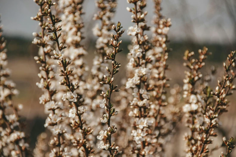 a cluster of small white flowers in a field