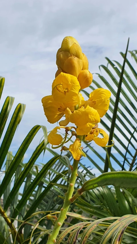 the tall, yellow flowers are next to a palm leaf