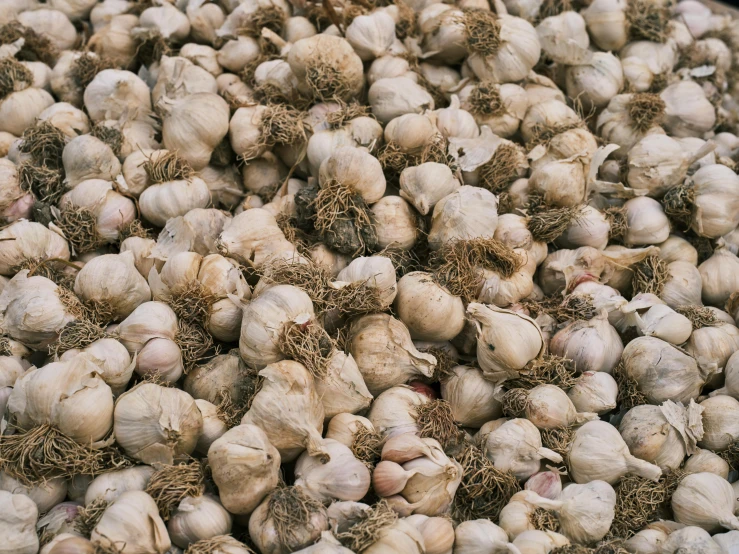 closeup of some garlic clumps and bulb tops