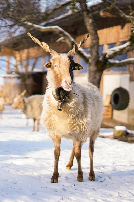 this goat is walking in the snow outside