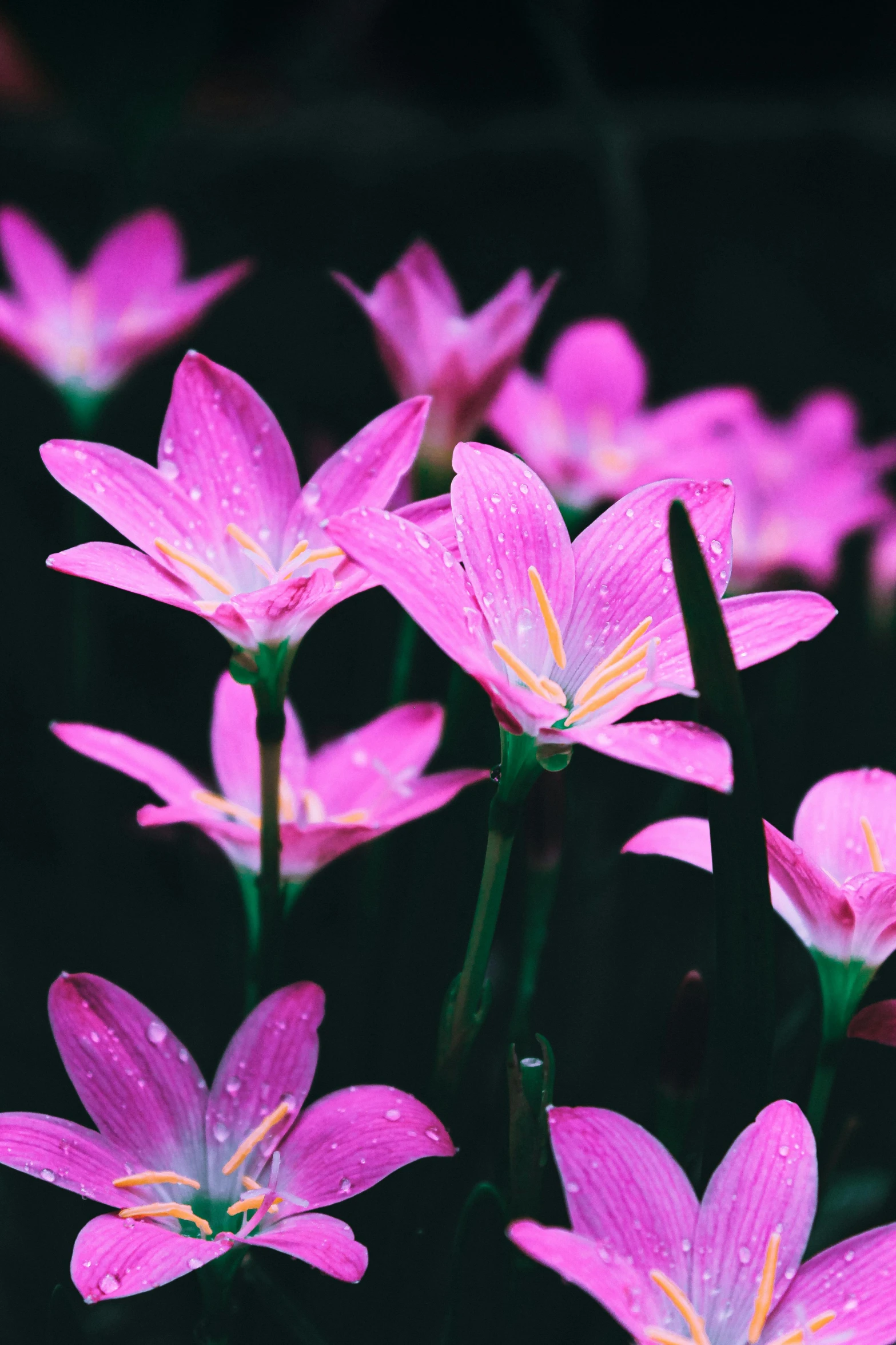 a bunch of pink flowers with green stems