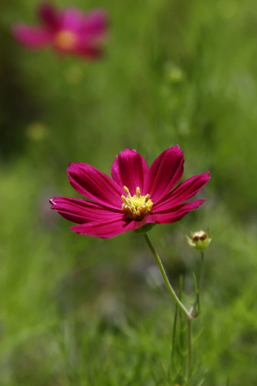 a close up of a flower with flowers in the background