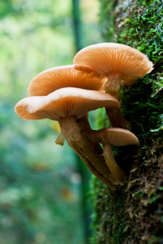 three mushrooms growing on a mossy, tree trunk