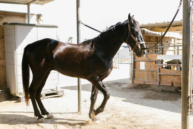 a horse walking around in its pen in the stable