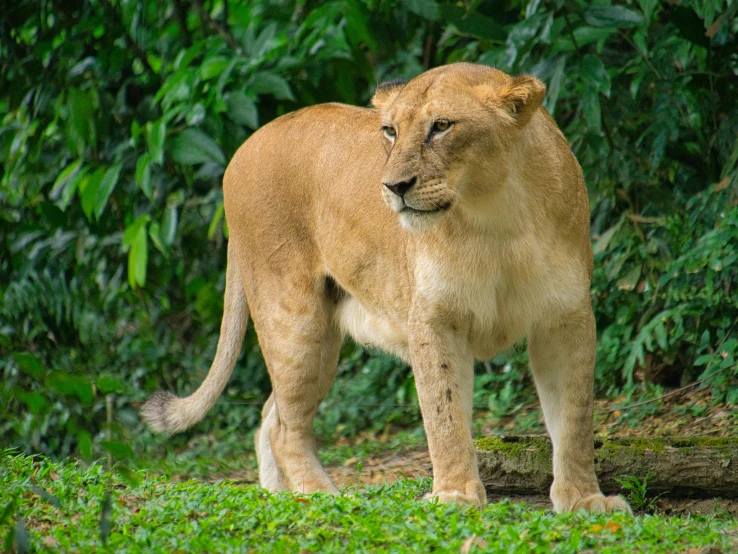 an adult lion is walking through the grass