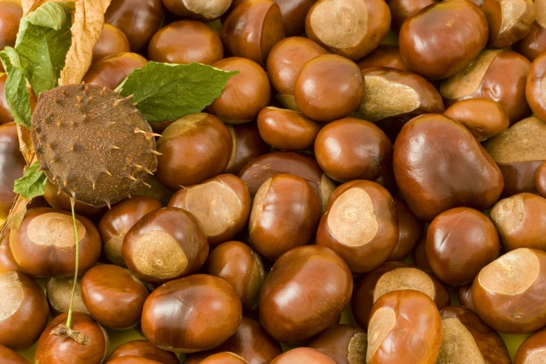 a plant sprouting out from among a group of nuts