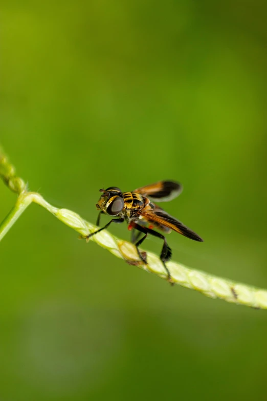 a close up of a bug on a stalk