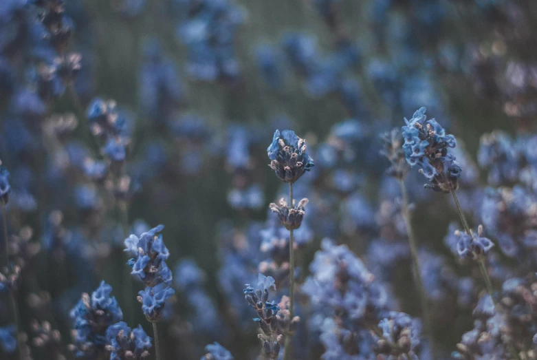 a lot of blue flowers that are by a fence