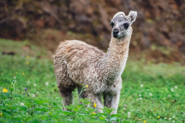 a white alpaca standing in a green field with flowers