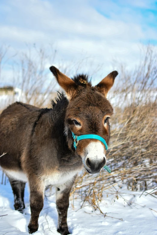 a donkey stands in a snow covered field