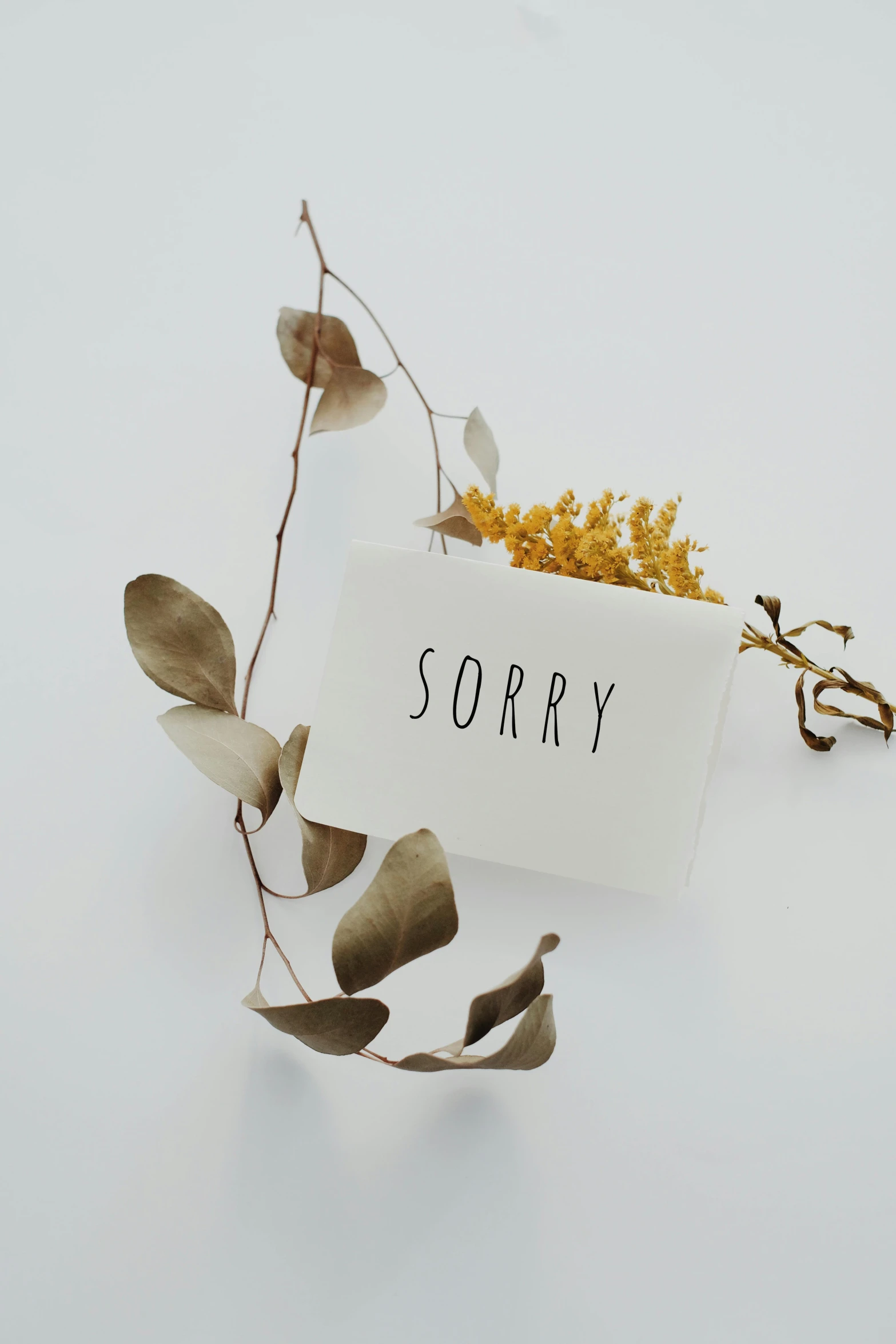 small leaves and dried yellow flower on a white background