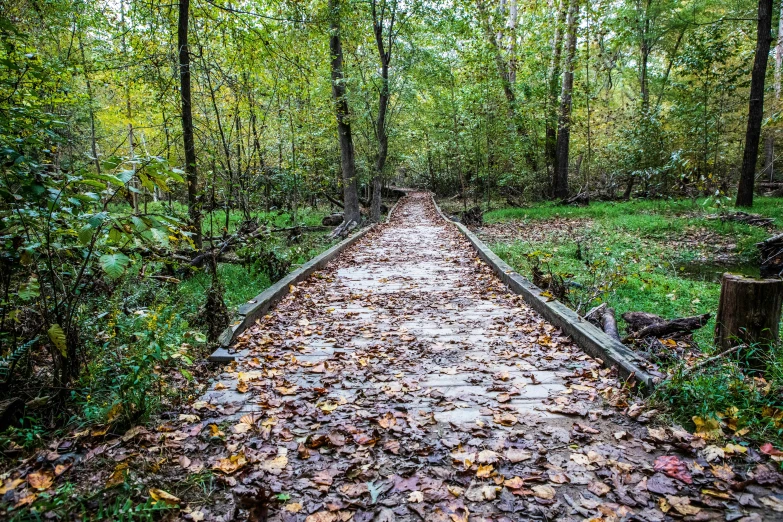 a dirt walkway in the middle of the woods