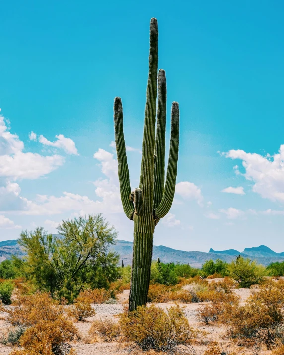 a sagua mountain landscape with cactus and trees