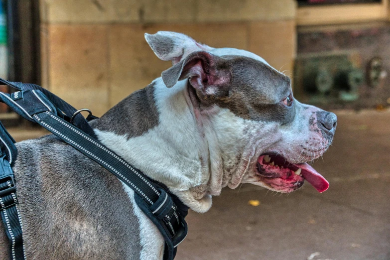 the dog is standing on a sidewalk, panting and has it's mouth open