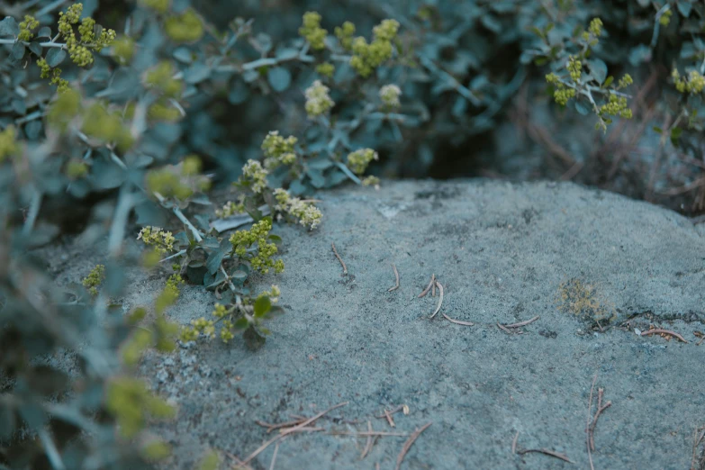 a couple of small yellow flowers grow out of a rocky area