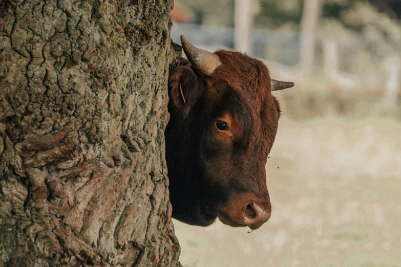 a black and brown cow with horns peeking out from a tree