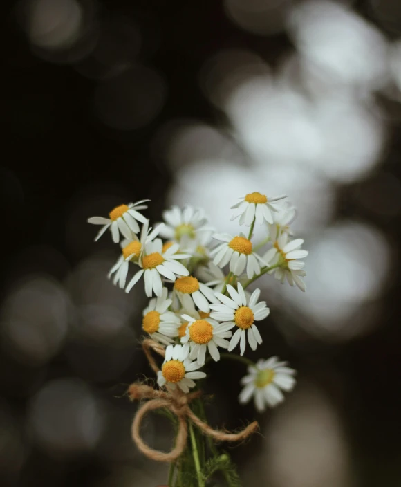 some white daisies tied to a string with a burlock