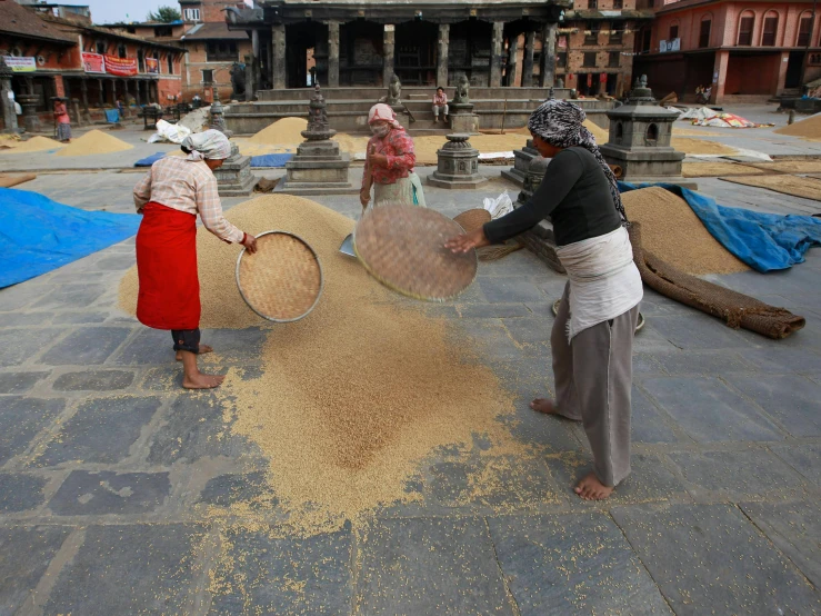 people sorting and harvesting grains on the ground