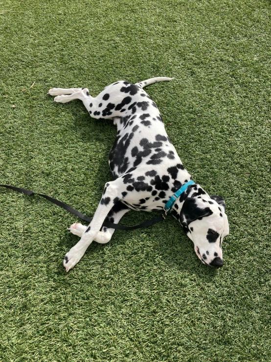 dalmatian dog laying down in green grass