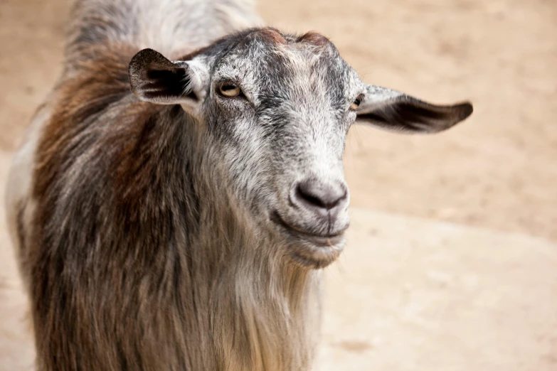 a sheep with some very long hair and black eyes