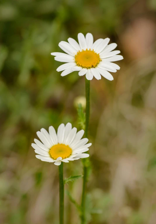 three daisies with yellow center and one with a leaf