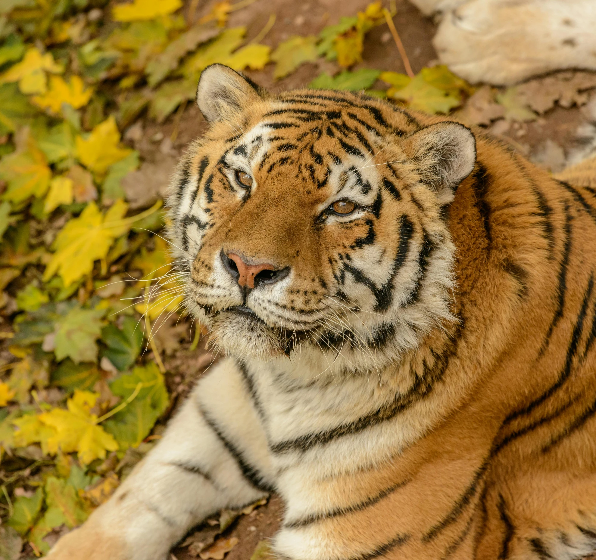 a tiger sitting in the grass near some leaves