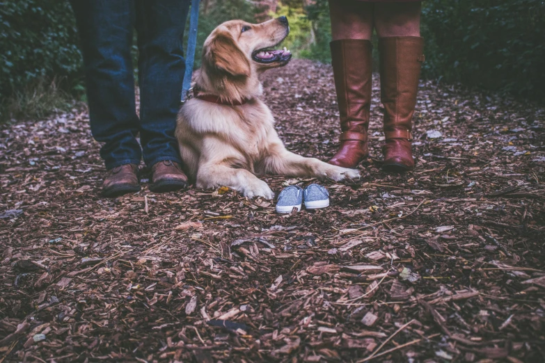 a dog is sitting near someones feet