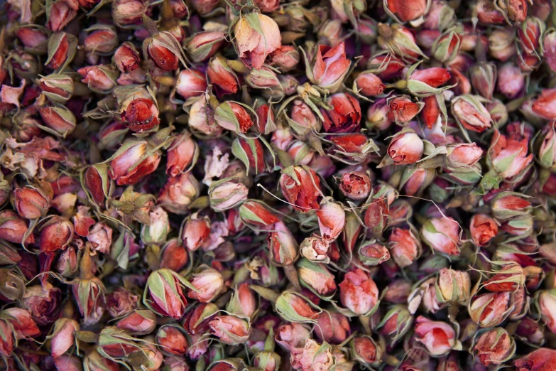 a group of red buds of rose, from above